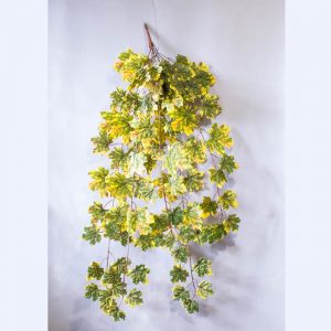 Лианы, куст Клен желто-зеленый